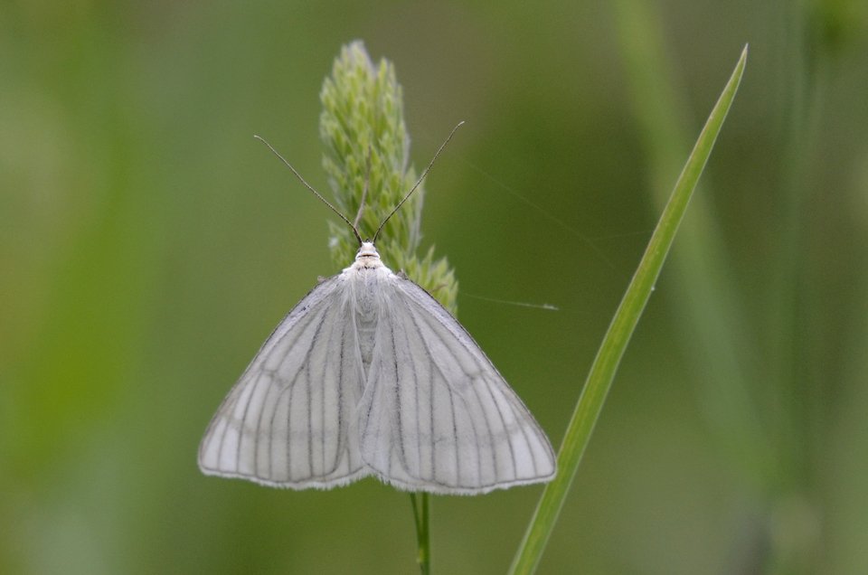 Πάνω από 172 είδη πεταλούδας πετούν αυτή την εποχή στις Πρέσπες [εικόνες]  | iefimerida.gr 0