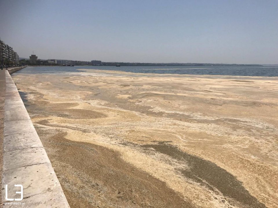 Γέμισε ξανά ο Θερμαϊκός με φυτοπλαγκτόν και μέδουσες -Τι λένε οι ειδικοί [εικόνες & βίντεο] | iefimerida.gr 4