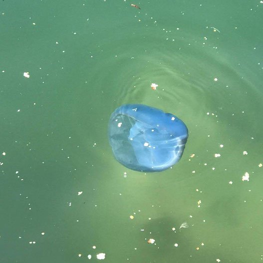 Γέμισε ξανά ο Θερμαϊκός με φυτοπλαγκτόν και μέδουσες -Τι λένε οι ειδικοί [εικόνες & βίντεο] | iefimerida.gr 3