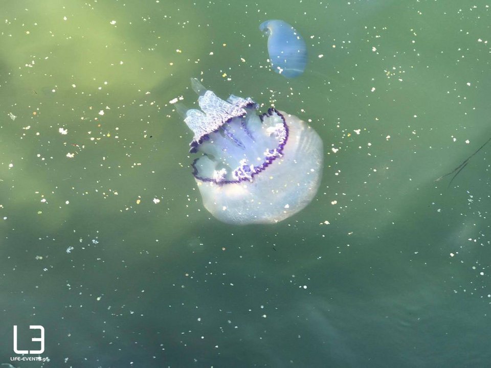 Γέμισε ξανά ο Θερμαϊκός με φυτοπλαγκτόν και μέδουσες -Τι λένε οι ειδικοί [εικόνες & βίντεο] | iefimerida.gr 0