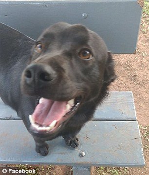 Σκυλίτσα παραδίδει μαθήματα: Εσπρωξε την κουβέρτα της κάτω από τα κάγκελα, τη μοιράστηκε με αδέσποτο [εικόνα] | iefimerida.gr 1