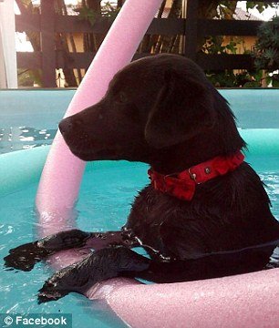 Σκυλίτσα παραδίδει μαθήματα: Εσπρωξε την κουβέρτα της κάτω από τα κάγκελα, τη μοιράστηκε με αδέσποτο [εικόνα] | iefimerida.gr 3