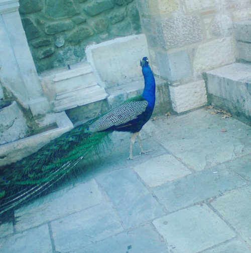 Oδοιπορικό στη Μονή Αγάθωνος: Ενας «παράδεισος» με παγόνια, φασιανούς και ελάφια [εικόνες] | iefimerida.gr 9