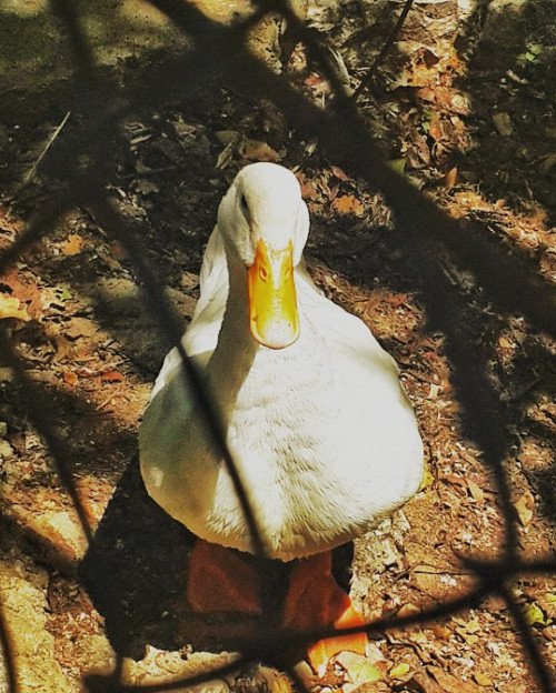 Oδοιπορικό στη Μονή Αγάθωνος: Ενας «παράδεισος» με παγόνια, φασιανούς και ελάφια [εικόνες] | iefimerida.gr 12