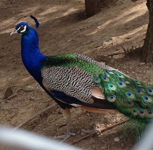 Oδοιπορικό στη Μονή Αγάθωνος: Ενας «παράδεισος» με παγόνια, φασιανούς και ελάφια [εικόνες] | iefimerida.gr 10