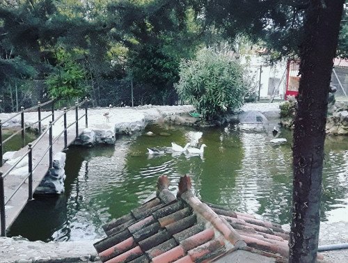 Oδοιπορικό στη Μονή Αγάθωνος: Ενας «παράδεισος» με παγόνια, φασιανούς και ελάφια [εικόνες] | iefimerida.gr 3