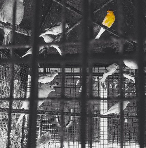 Oδοιπορικό στη Μονή Αγάθωνος: Ενας «παράδεισος» με παγόνια, φασιανούς και ελάφια [εικόνες] | iefimerida.gr 8