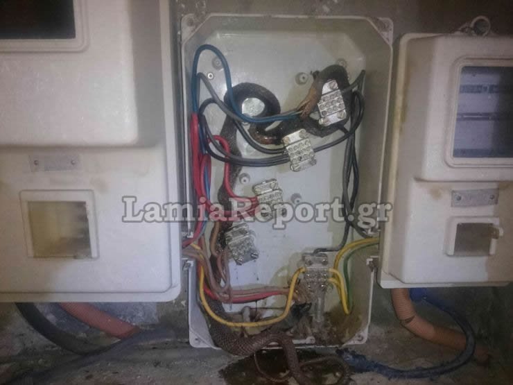 Λαμία: Βρήκαν φίδι σε ρολόι της ΔΕΗ -Είχε τυλιχθεί στα καλώδια [εικόνα & βίντεο] | iefimerida.gr 0