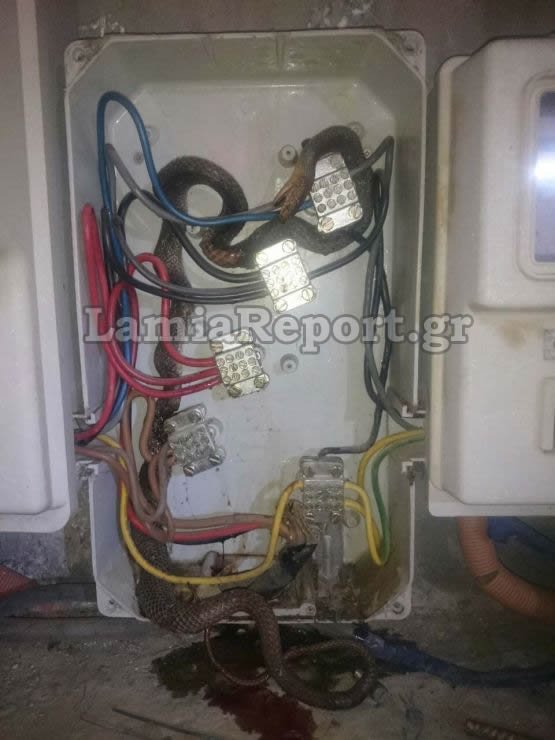 Λαμία: Βρήκαν φίδι σε ρολόι της ΔΕΗ -Είχε τυλιχθεί στα καλώδια [εικόνα & βίντεο] | iefimerida.gr 1