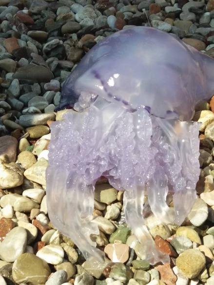 Μέδουσα-γίγας σε παραλία της Πάτρας -«Κολυμπούσε» μαζί με τους λουόμενους [εικόνες] | iefimerida.gr 0