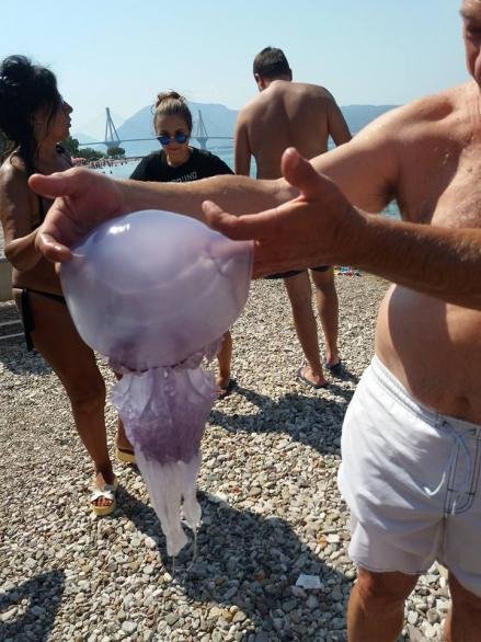 Μέδουσα-γίγας σε παραλία της Πάτρας -«Κολυμπούσε» μαζί με τους λουόμενους [εικόνες] | iefimerida.gr 1