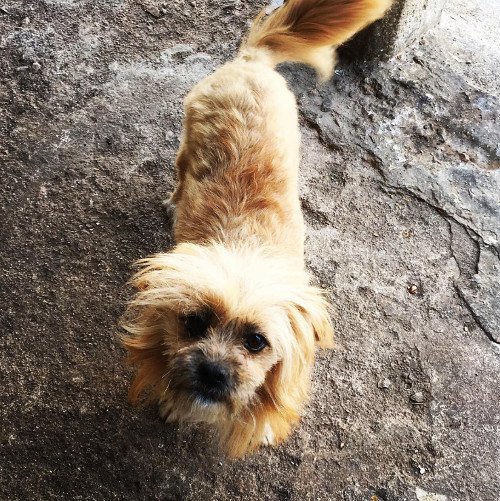 Oδοιπορικό στη Μονή Αγάθωνος: Ενας «παράδεισος» με παγόνια, φασιανούς και ελάφια [εικόνες] | iefimerida.gr 13