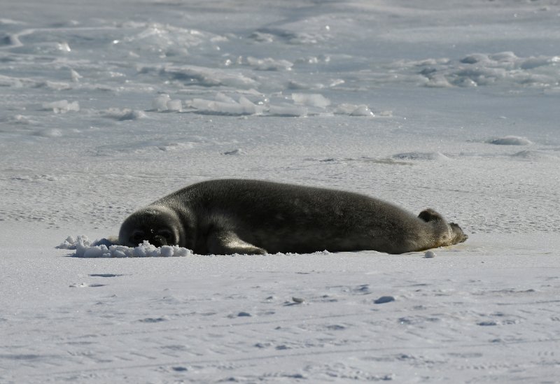 Ποιες περιοχές της Ελλάδας θα εξαφανιστούν αν λιώσουν οι πάγοι [εικόνες] | iefimerida.gr 8
