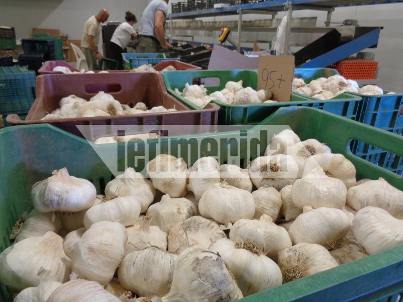 Το σκόρδο... αντίδοτο στην κρίση -Οδοιπορικό του iefimerida στο χωριό Νέα Βύσσα Εβρου [εικόνες] | iefimerida.gr 0