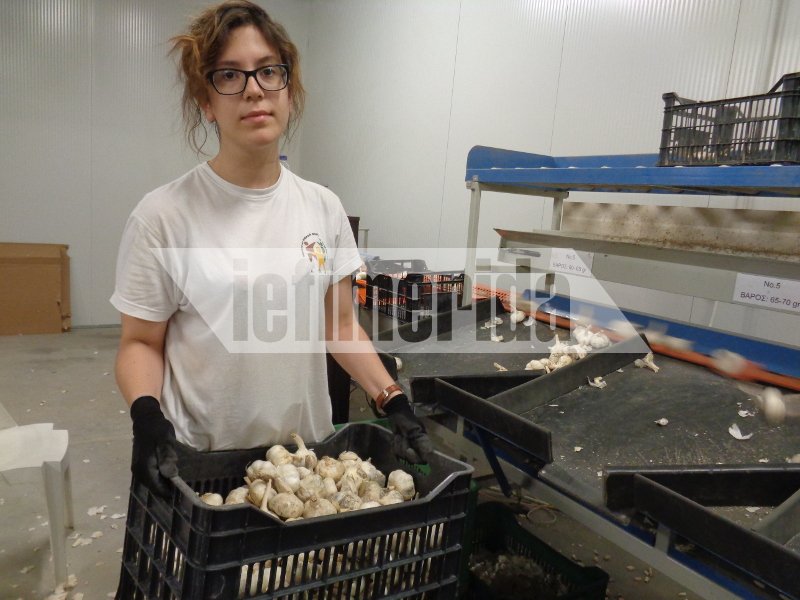 Το σκόρδο... αντίδοτο στην κρίση -Οδοιπορικό του iefimerida στο χωριό Νέα Βύσσα Εβρου [εικόνες] | iefimerida.gr 6