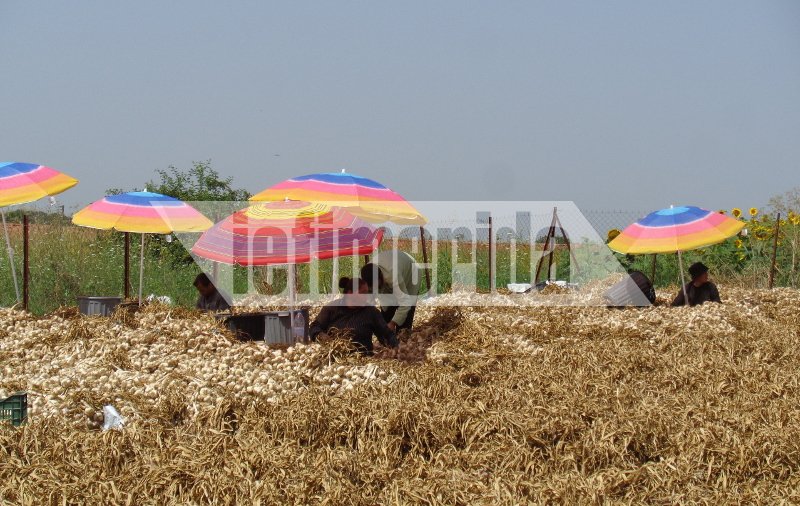 Το σκόρδο... αντίδοτο στην κρίση -Οδοιπορικό του iefimerida στο χωριό Νέα Βύσσα Εβρου [εικόνες] | iefimerida.gr 2
