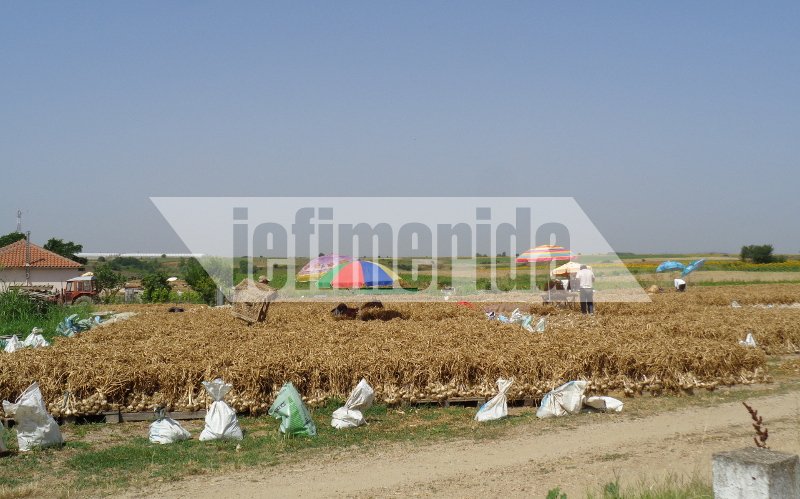 Το σκόρδο... αντίδοτο στην κρίση -Οδοιπορικό του iefimerida στο χωριό Νέα Βύσσα Εβρου [εικόνες] | iefimerida.gr 3