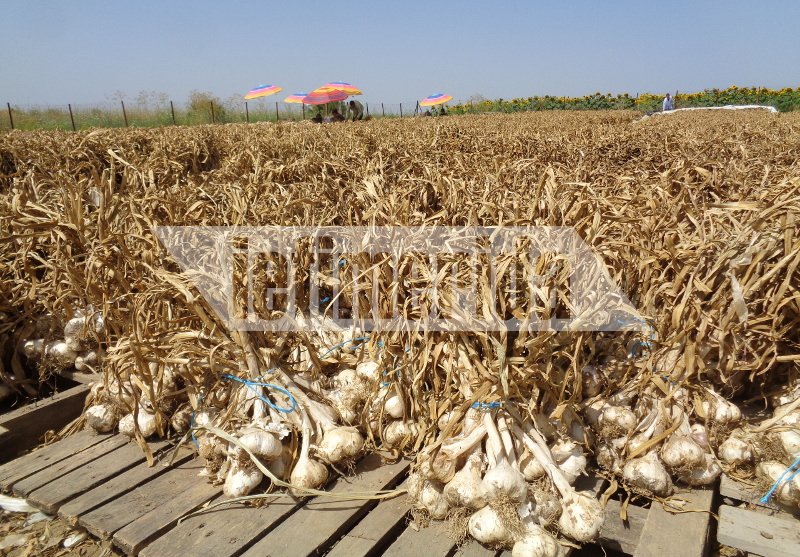 Το σκόρδο... αντίδοτο στην κρίση -Οδοιπορικό του iefimerida στο χωριό Νέα Βύσσα Εβρου [εικόνες] | iefimerida.gr 5