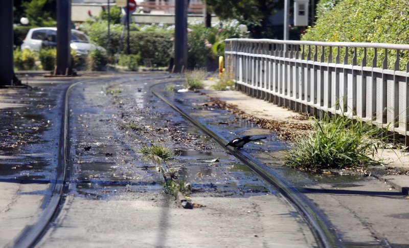 Οι γραμμές του Τραμ στη Γλυφάδα έγιναν... ζούγκλα -Ο δήμος ζητάει άδεια να καθαρίσει και δεν του δίνουν [εικόνες]  | iefimerida.gr 4