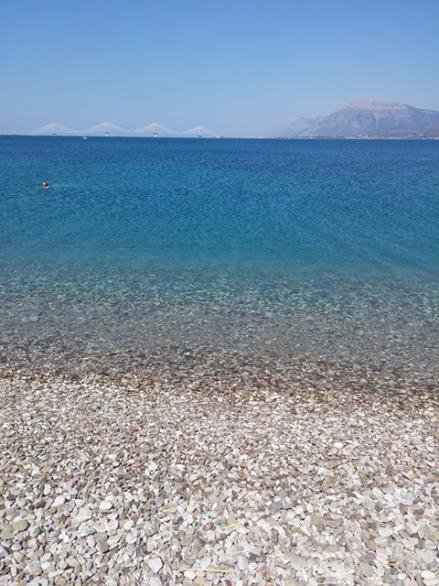 Τσούχτρες παντού στην Πάτρα: Για πρωτόγνωρο φαινόμενο μιλούν οι κάτοικοι [εικόνες] | iefimerida.gr 3