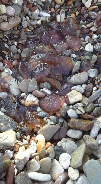 Τσούχτρες παντού στην Πάτρα: Για πρωτόγνωρο φαινόμενο μιλούν οι κάτοικοι [εικόνες] | iefimerida.gr 0