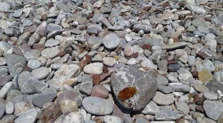 Τσούχτρες παντού στην Πάτρα: Για πρωτόγνωρο φαινόμενο μιλούν οι κάτοικοι [εικόνες] | iefimerida.gr 1