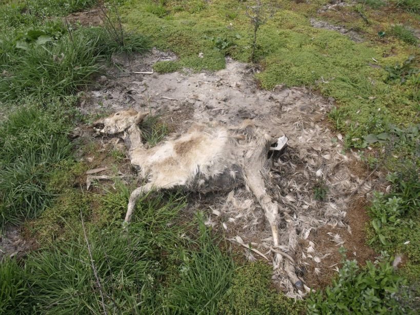 Πάτρα: Δεμένα ζώα λιμοκτονούν δίπλα σε κουφάρια -Συνελήφθη ο ιδιοκτήτης της επιχείρησης [σκληρές εικόνες] | iefimerida.gr 3