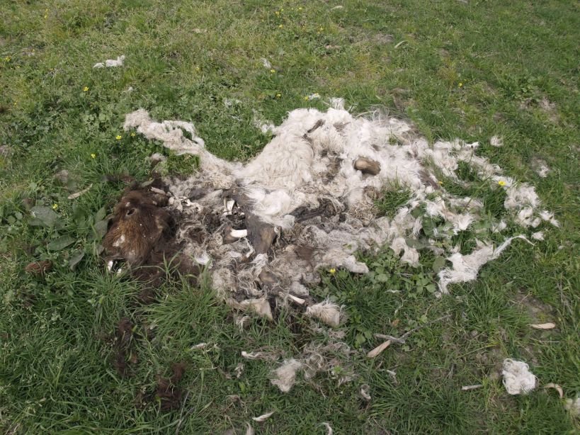 Πάτρα: Δεμένα ζώα λιμοκτονούν δίπλα σε κουφάρια -Συνελήφθη ο ιδιοκτήτης της επιχείρησης [σκληρές εικόνες] | iefimerida.gr 2