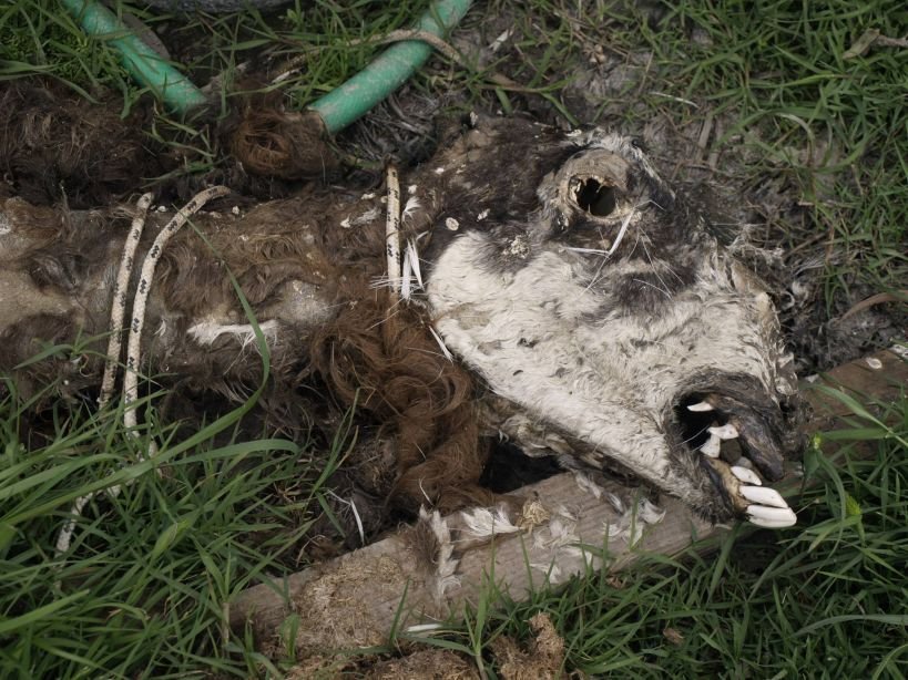 Πάτρα: Δεμένα ζώα λιμοκτονούν δίπλα σε κουφάρια -Συνελήφθη ο ιδιοκτήτης της επιχείρησης [σκληρές εικόνες] | iefimerida.gr 1