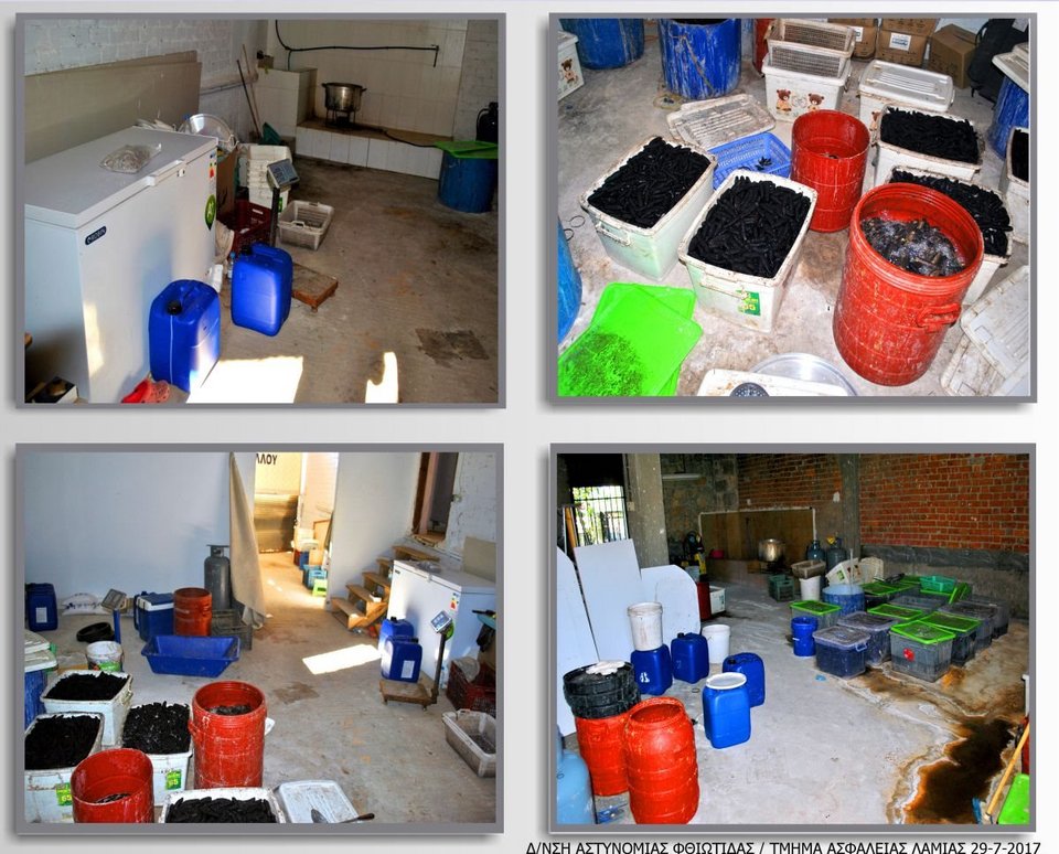 Κινέζοι είχαν «ρημάξει» τον Μαλιακό: Ψάρευαν «αγγούρια της θάλασσας» -Πωλούνται 1.000 ευρώ το κιλό [εικόνες] | iefimerida.gr 1