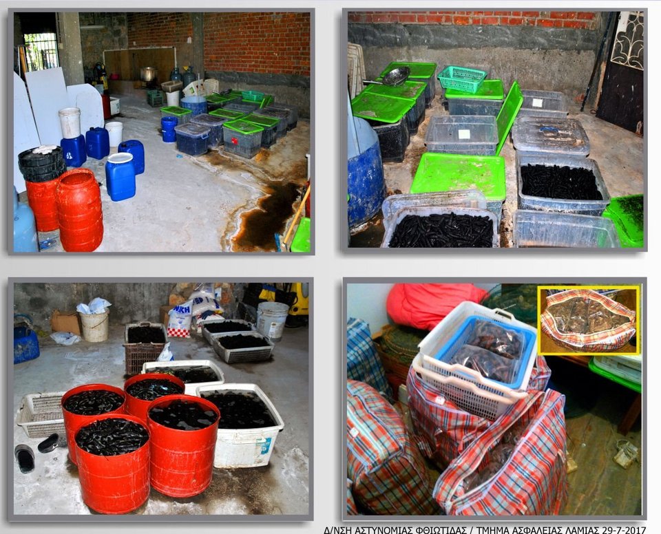 Κινέζοι είχαν «ρημάξει» τον Μαλιακό: Ψάρευαν «αγγούρια της θάλασσας» -Πωλούνται 1.000 ευρώ το κιλό [εικόνες] | iefimerida.gr 0