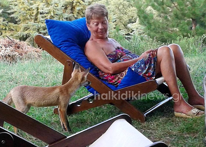 Viral φωτογραφίες από τη Χαλκιδική: Αλεπουδάκια σαν κατοικίδια σε σπίτι [εικόνες] | iefimerida.gr 0