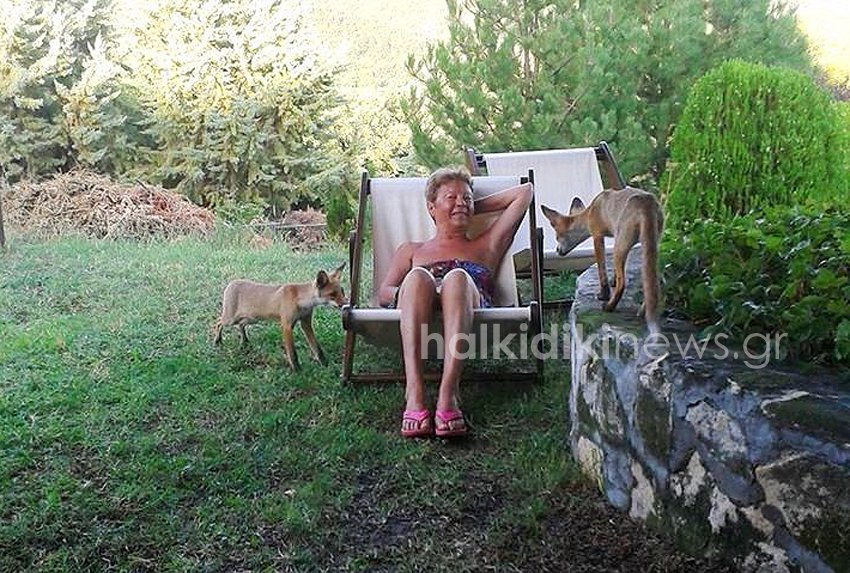 Viral φωτογραφίες από τη Χαλκιδική: Αλεπουδάκια σαν κατοικίδια σε σπίτι [εικόνες] | iefimerida.gr 1