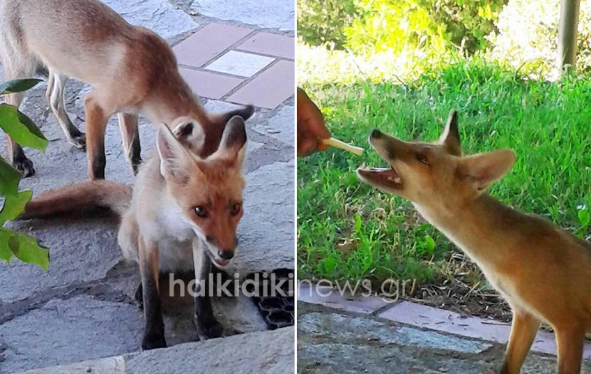 Viral φωτογραφίες από τη Χαλκιδική: Αλεπουδάκια σαν κατοικίδια σε σπίτι [εικόνες] | iefimerida.gr 3