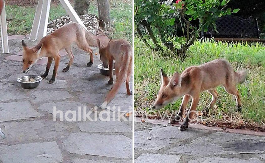 Viral φωτογραφίες από τη Χαλκιδική: Αλεπουδάκια σαν κατοικίδια σε σπίτι [εικόνες] | iefimerida.gr 2