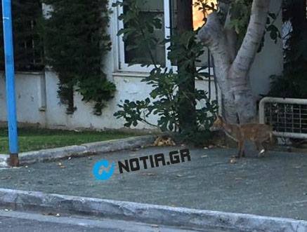 Απίστευτο: Μια αλεπού περιμένει σε στάση λεωφορείου στη Βούλα! [εικόνες] | iefimerida.gr 0