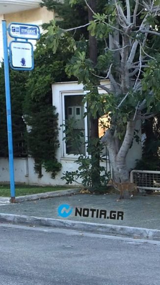 Απίστευτο: Μια αλεπού περιμένει σε στάση λεωφορείου στη Βούλα! [εικόνες] | iefimerida.gr 1