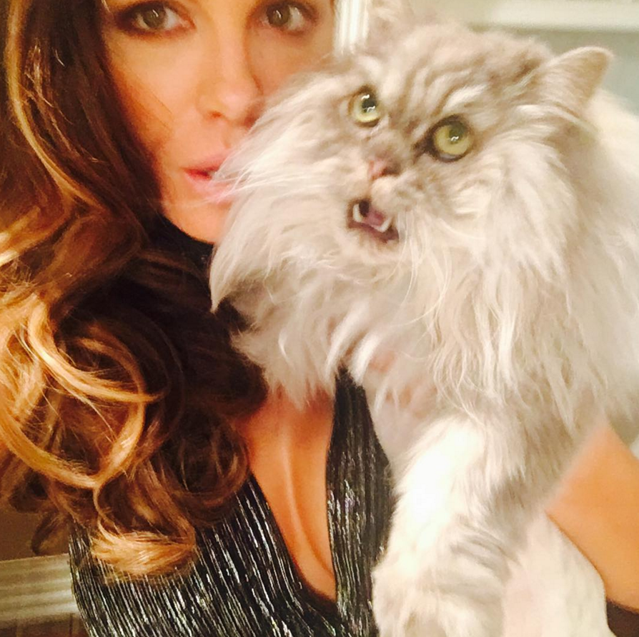 8 Αυγούστου, Παγκόσμια Ημέρα Γάτας -Ωραία ζωή για τα κατοικίδια των επωνύμων [εικόνες] | iefimerida.gr 3