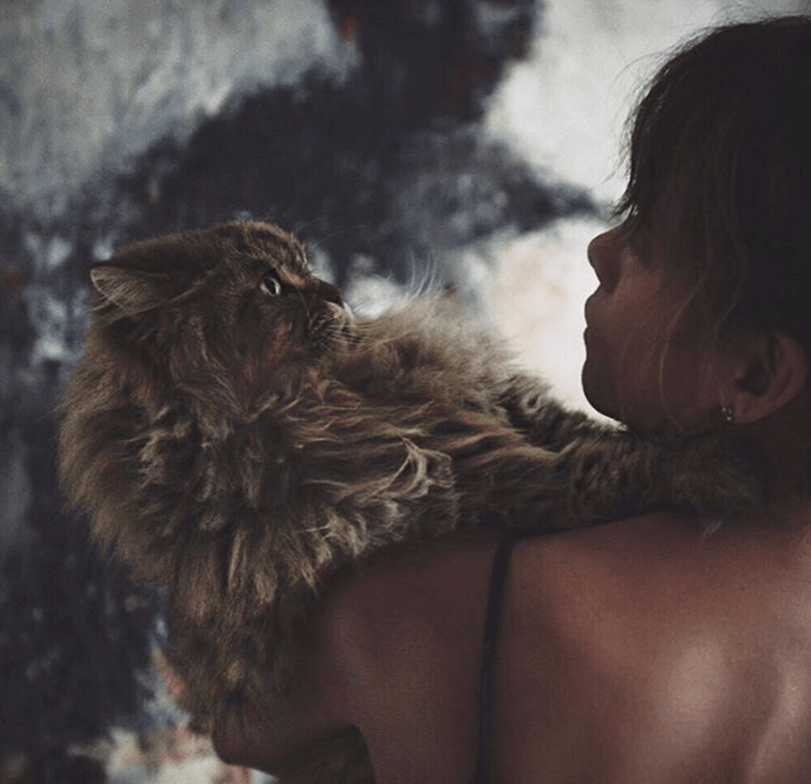 8 Αυγούστου, Παγκόσμια Ημέρα Γάτας -Ωραία ζωή για τα κατοικίδια των επωνύμων [εικόνες] | iefimerida.gr 5