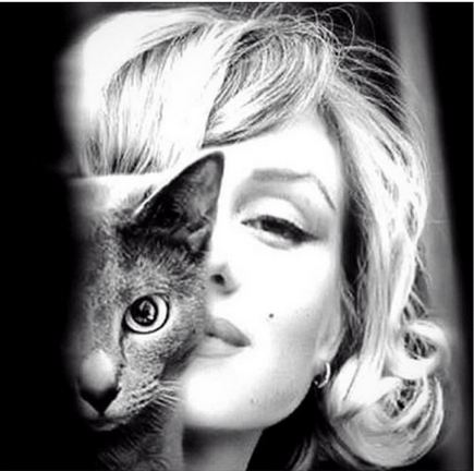 8 Αυγούστου, Παγκόσμια Ημέρα Γάτας -Ωραία ζωή για τα κατοικίδια των επωνύμων [εικόνες] | iefimerida.gr 10