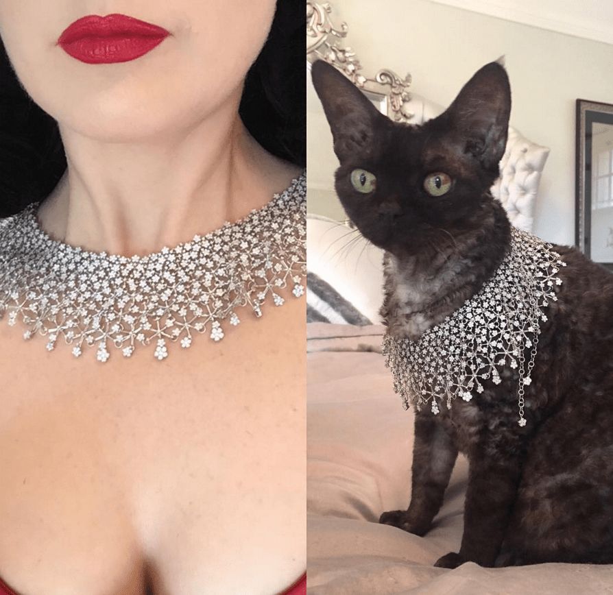 8 Αυγούστου, Παγκόσμια Ημέρα Γάτας -Ωραία ζωή για τα κατοικίδια των επωνύμων [εικόνες] | iefimerida.gr 4