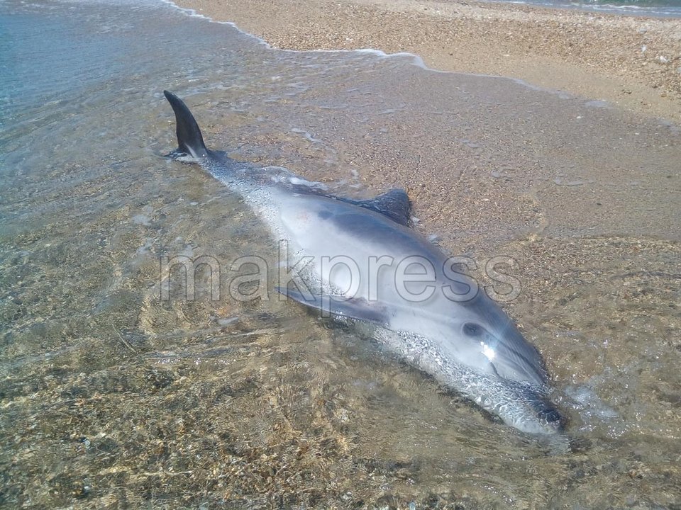 Δελφίνι ξεβράστηκε νεκρό στην Επανομή Θεσσαλονίκης [εικόνα]  | iefimerida.gr 0