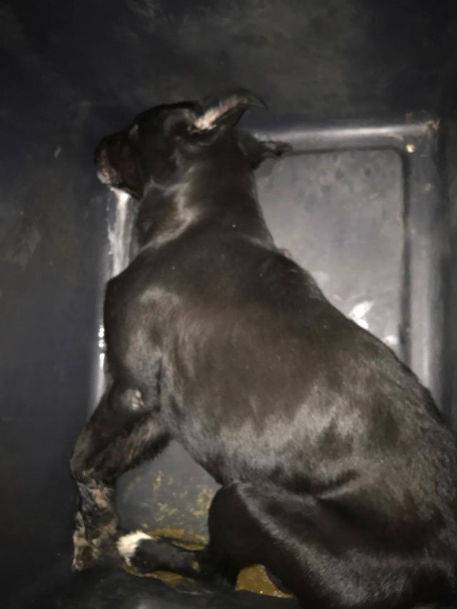 Λαμία: Αποτρόπαιο θέαμα -Νεκρά σκυλιά από φόλες μέσα στις αυλές σπιτιών [εικόνες] | iefimerida.gr 0