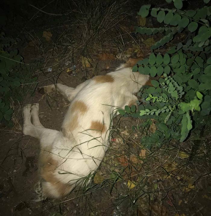 Λαμία: Αποτρόπαιο θέαμα -Νεκρά σκυλιά από φόλες μέσα στις αυλές σπιτιών [εικόνες] | iefimerida.gr 1