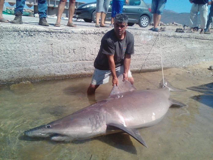 Απίστευτη ψαριά στην Κρήτη -Επιασαν καρχαρία τριών μέτρων [εικόνες] | iefimerida.gr 0