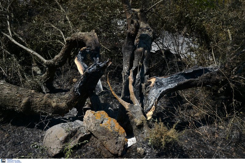 Η καταστροφή των Κυθήρων -Η φωτιά έκανε στάχτη 20.000 στρέμματα [εικόνες]  | iefimerida.gr 12