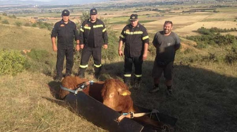 Πτολεμαϊδα: Πυροσβέστες απεγκλώβισαν ταύρο από χαράδρα βάθους 80 μέτρων! [εικόνες & βίντεο] | iefimerida.gr 0
