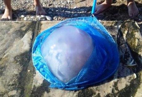 Επιασαν μέδουσα-τέρας βάρους 5 κιλών στην παραλία της Ακολης στην Αχαΐα [εικόνες] | iefimerida.gr 0