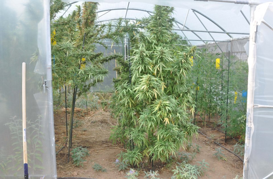 Θεσσαλονίκη: Συλλήψεις για «εργαστήριο» υδροπονικής καλλιέργειας κάνναβης -Παρήγαγαν χασισέλαιο, «σοκολάτα» [εικόνες] | iefimerida.gr 6