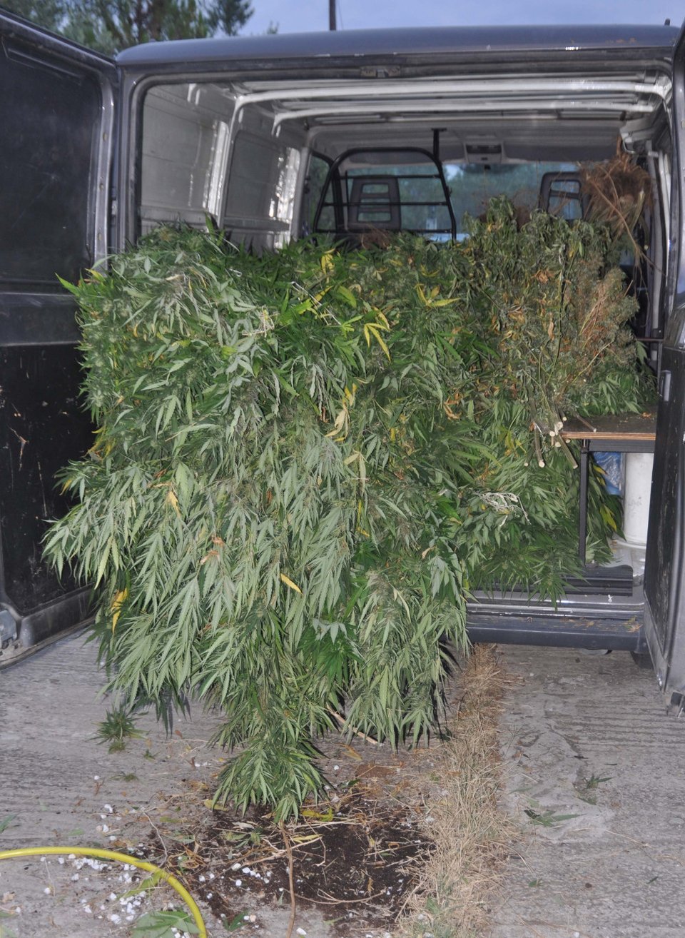 Θεσσαλονίκη: Συλλήψεις για «εργαστήριο» υδροπονικής καλλιέργειας κάνναβης -Παρήγαγαν χασισέλαιο, «σοκολάτα» [εικόνες] | iefimerida.gr 4